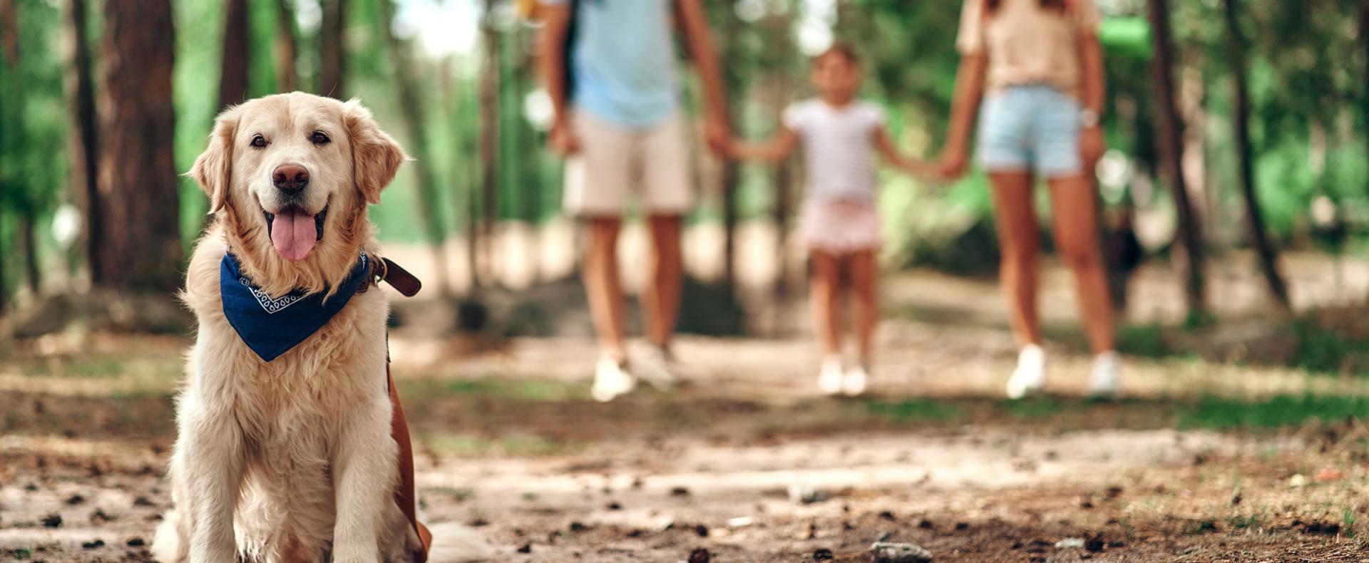 Happy dog in forest, family blurred in background.